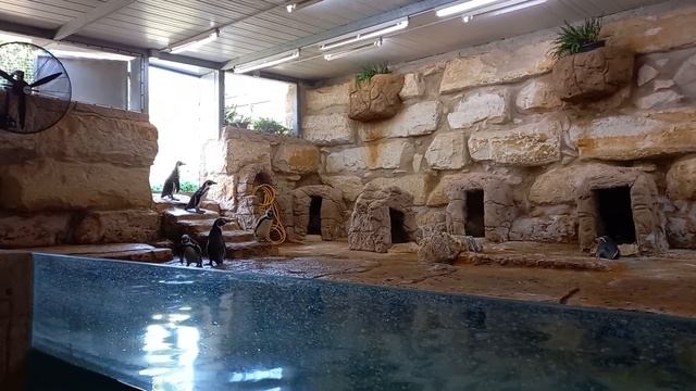 PAFOS ZOO 4️⃣ смотреть онлайн