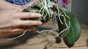 #Орхидея #Пересадка Когда нужно пересаживать орхидеи фаленопсис.