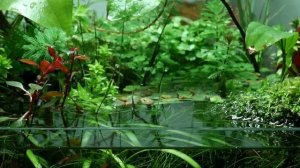 Уровень pH в Аквариуме. Кислотность и щелочность воды.