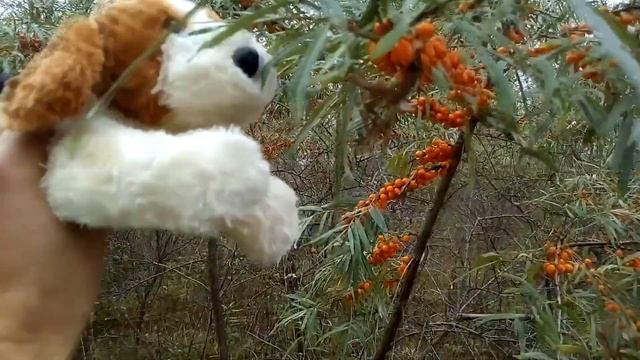 Siberian Expeditions, дикая облепиха в Калиновке. Алтай. смотреть онлайн