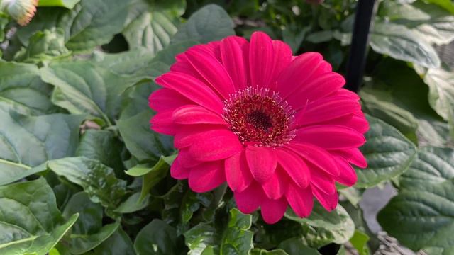 多伦多西面的Terra苗圃有紫藤蓝月亮和铁线莲水晶喷泉了 смотреть онлайн