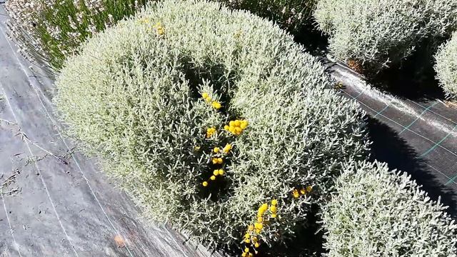 Lavender varieties! Lavanda Galbena, Cotton Lavender (Santolina chamaecyparissus ) смотреть онлайн