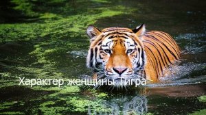 Женщина рождённая в год Тигра