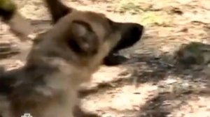 Опера (Возвращение Мухтара)