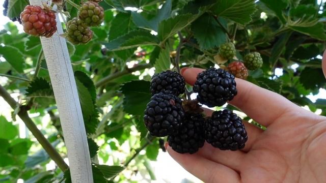 ОДЕССА❤ежевика ТРОЙНАЯ КОРОНА ? фаворит вкуса и урожайности ТРИПЛ КРАУН смотреть онлайн