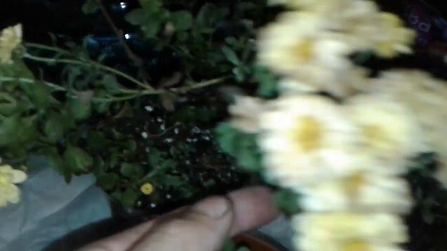 Мультифлора? Не обычная листва . Подскажите название Хризантемы ? смотреть онлайн