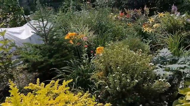 Сколько хвойных можно посадить на небольшом участке Обзор смотреть онлайн