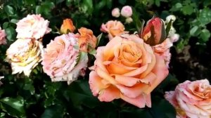 Обзор: Шиммер чайногибридная роза