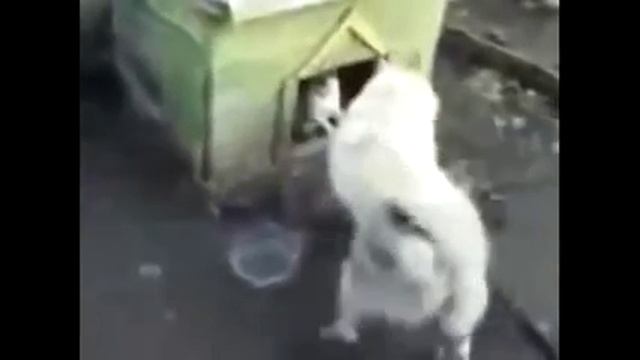 Будка для кота смотреть онлайн