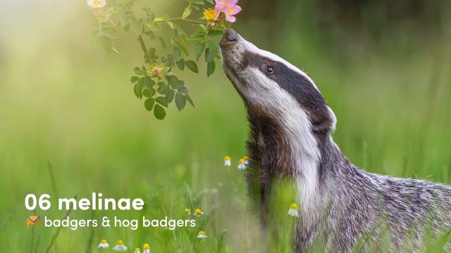 Musteloidea: A Super Family of Adorable Carnivores смотреть онлайн