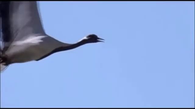 Журавли смотреть онлайн