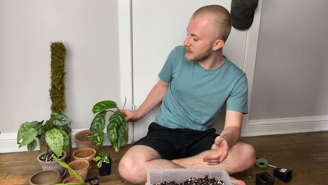 Repotting Plants & Staking A Philodendron On A Moss Pole смотреть онлайн