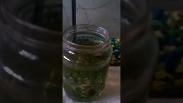 Новый питомец РЫБКА!! смотреть онлайн