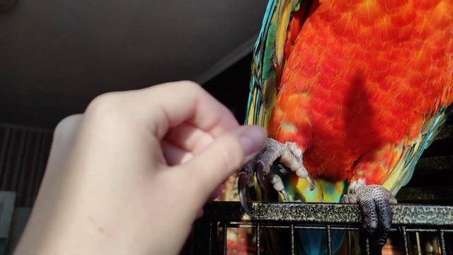 24 часа с Эммой! Прогулка попугая Ара. Все о попугаях Ара смотреть онлайн