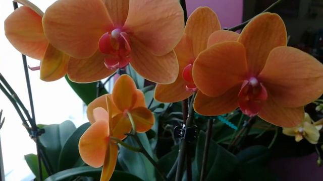 ЦВЕТЕНИЕ МОИХ ФАЛЕНОПСИСОВ В ЯНВАРЕ. ЧАСТЬ 1 смотреть онлайн