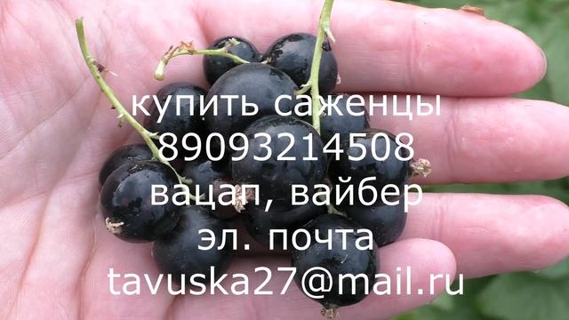 АРКАДИЯ позднеспелый сорт черной смородины смотреть онлайн