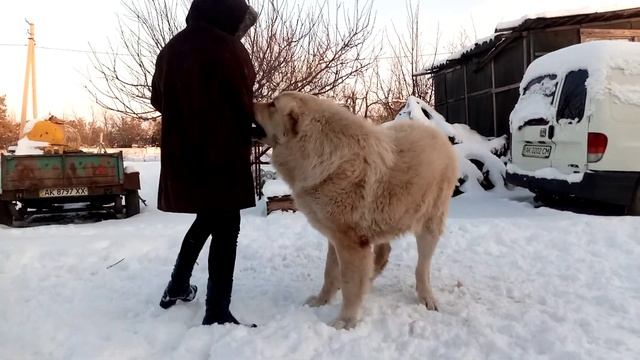 Алабай Бек 1.2г. вес 98кг. рост 94см.Alabai, Alabay, Волкодав, САО, Среднеазиатская овчарка. смотреть онлайн