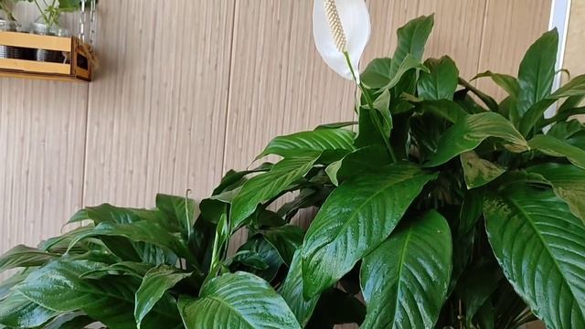 Женское Счастье (Спатифиллум), Уход в Марте смотреть онлайн