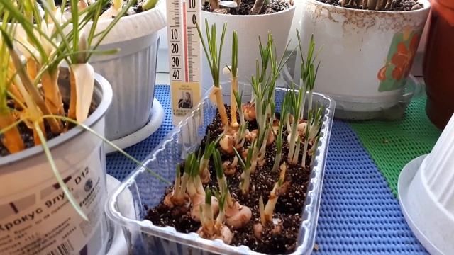 Выгонка тюльпанов и крокусов. Расцветают!!!!!!! смотреть онлайн