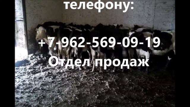 КРС оптом на постоянной основе Доставка КРС +7 965 617 60 05 Звоните! смотреть онлайн