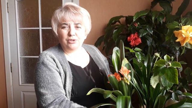 Кливия - уход и выращивание. Мои цветы. Мой опыт. смотреть онлайн