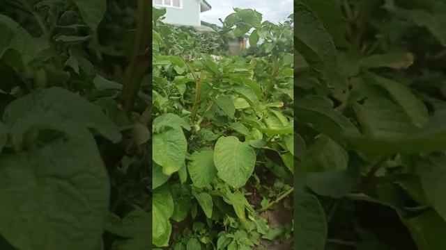 Сорт картошки. Молодая картошка. Фиолет ,Гала,Удача и другие !!! смотреть онлайн