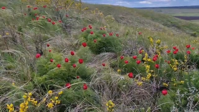 "В деревню, к тетке, в глушь, в Саратов"...:) Поездка на цветение диких пионов) смотреть онлайн