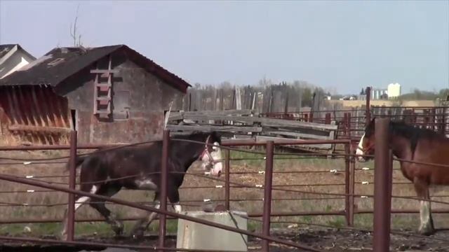 Gordeyko's Clydesdale Horses смотреть онлайн