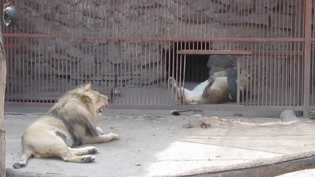 Брачные игры львов Зоопарк Харьков Mating lions Kharkiv Zoo смотреть онлайн