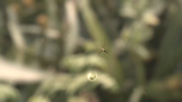 Зеленые животные. Все части - Документальный фильм - Сборник смотреть онлайн