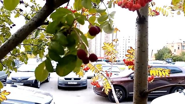 Интересные сорта рябины город Зеленоград 18 район Крюково корпус 1801/Д смотреть онлайн