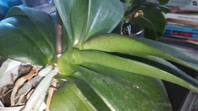 Divizarea orhideei phalaenopsis UPDATE 2 смотреть онлайн