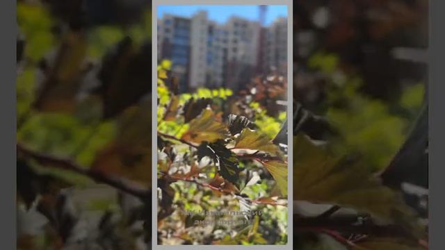 ЖК Измаильский экоквартал - это АВТОРСКАЯ архитектура ? #недвижимость #ростовнадону #reels смотреть онлайн