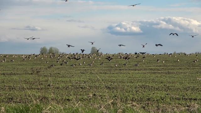 Охота на гуся 2020 чучела гусей Полесник Фотоохота смотреть онлайн