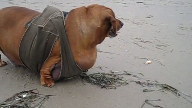 Walking on the beach. смотреть онлайн