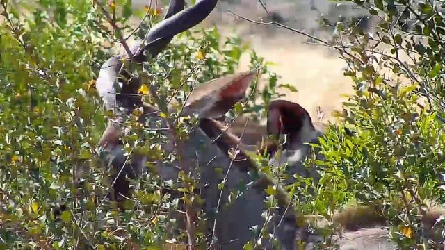 Djuma Private Game Reserve Live Stream смотреть онлайн