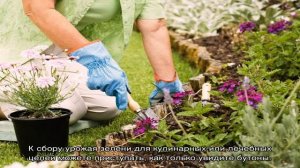 Чабер — выращивание и уход за пряной травкой в саду