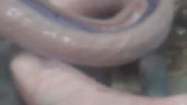 Съесть змею ч.2