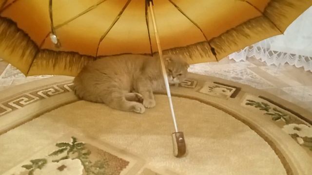КОТ И ЗОНТИК) смотреть онлайн