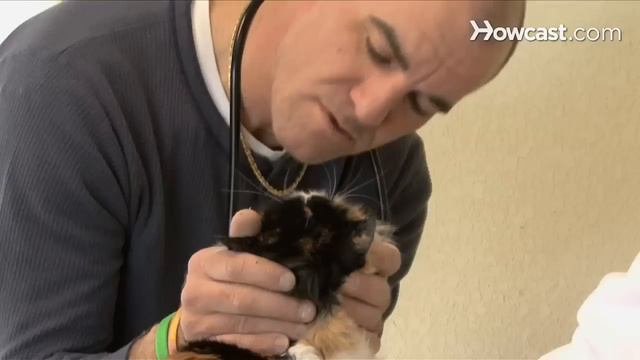 How to Avoid Common Cat Health Mistakes смотреть онлайн