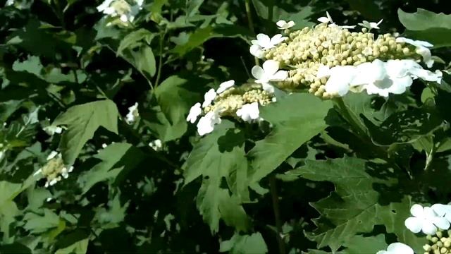 VID 20220613 162034 Ты был осыпан...1906 (А. Блок)...Павел Васильев Лахтинский смотреть онлайн