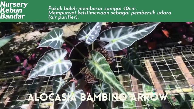 Alocasia Bambino Arrow - Nursery Kebun Bandar смотреть онлайн