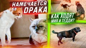 Как ходят Мия и Тедди. Спасаем мышку. Пришла посылка. Рыжик с Хмурым выясняют отношения.