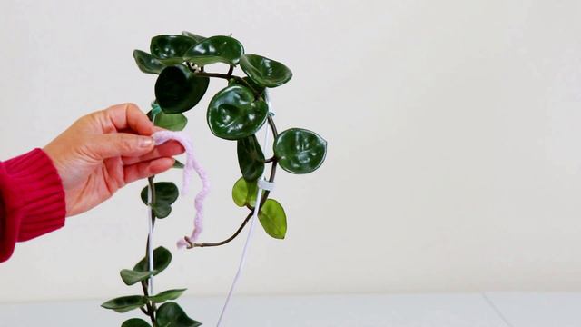 HOYA CARNOSA CHELSEA ON HOME MADE TRELLIS: PUCKERED HEART SHAPED CASCADING LEAVES,EASY AND REWARDIN смотреть онлайн