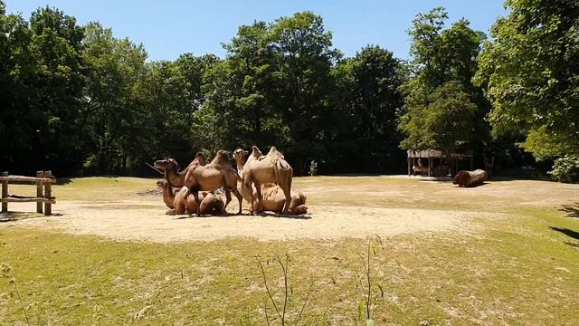 What does Tierpark Hellabrunn in Munich look like? - cityscape & atmosphere - no comment смотреть онлайн