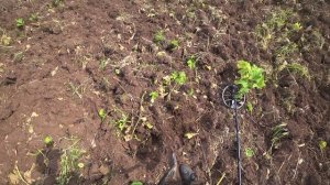 Нашли шикарную распашку! Поиск монет и настройки Equinox 600