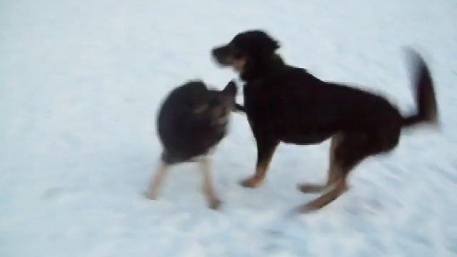 Махон и Эсси-2  19.12.09