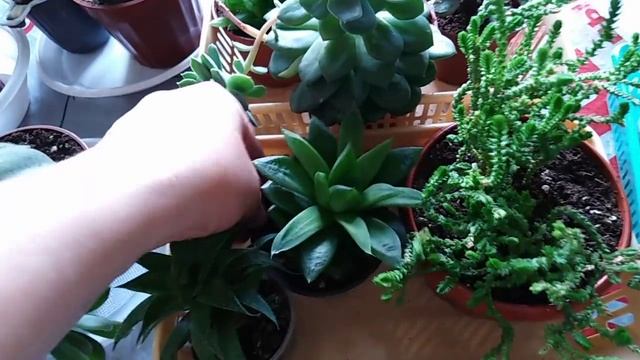 Комнатные цветы . Мои суккуленты . смотреть онлайн