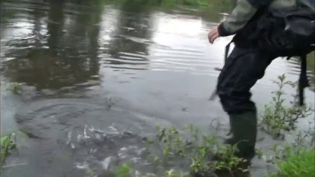 Невероятная поимка судака на воблер Pontoon 21 CrackJack 48 F MR смотреть онлайн