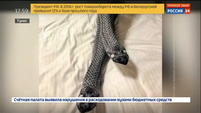 В Тунисе муж едва не отрезал жене ногу, перепутав чулки со змеей смотреть онлайн